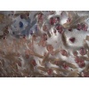 Meteorus Granite