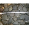 Natural River Pebble Stone