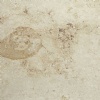 Jura Beige Honed