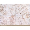 Colonial coral saw cut