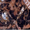 Pierre du Four - Fossil Stone
