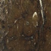 Fossil Brown