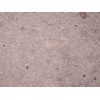 Moon Stone