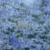 Azul Bahia