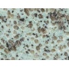 Granite Tianshan Blue