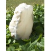 Alabaster white