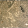 Natural Fossil Stone