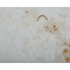 Jura Beige limestone