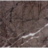 Grigio Carnico Marble
