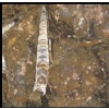 Marron Fossil marble