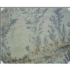 Fossil Sandstone
