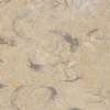 Jerusalem Shells