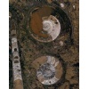 Fossile Marron