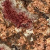 Exotic Gold Granite