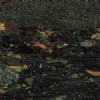 Brescia Fawakhir Marble