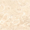 Coquina Limestone