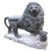 Lion&nbsp;