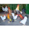 imitation animal sculpture - cock