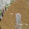 Yellow Granite Gravel