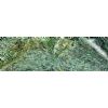 Indo Green