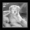 pet portrait