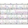 Taq polymerases etc