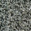 Chrysanthemum Green (coarse)