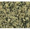 diamond green