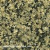 Diamond Green