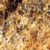 Kashmir Gold