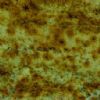 Queen Golden Granite