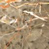 Han Gray Marble