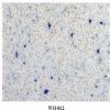 reconstituted marble
