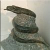 Animal constellation Snake