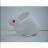 NC0013 shy rabbit