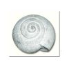 Round Snail AG - 155