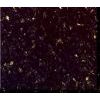 Aracruz Black