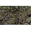 Butterfly Blue Granite