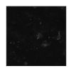 Black pearl Counter Top