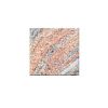 Indian Juprana Counter Top