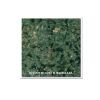 Rakhi Green Counter Top
