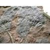 Crinoids Slabs