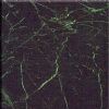 Pacific Platinum