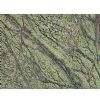Rainforest Green