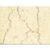 Shell Beige