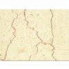 Shell Beige