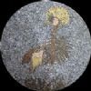 Medallion MD108