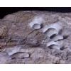 Stone Sculpture    Subsurface