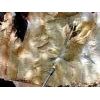 Yellow Quartizite