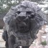 Sculpture Animal (SY-D055C)